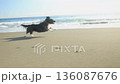 Chiwax dog playing on the sandy beach of Shonan coast 136087676