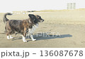 Chiwax dog playing on the sandy beach of Shonan coast 136087678