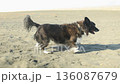 Chihuahua dog walking on the sandy beach of Shonan Beach 136087679