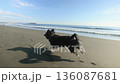 Chiwax dog running on the sandy beach of Shonan coast 136087681