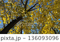 Golden yellow maple tree leaves in autumn park. 136093096