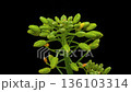 Rapeseed blossom timelapse on black 136103314