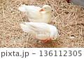 4K White duck standing on straw and preening its feathers 136112305