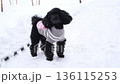 A black toy poodle dressed in a sweater walks along a snowy road in winter. 136115253