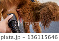 Dog Grooming Services Featuring a Professional and Efficient Drying Process with Dryer 136115646