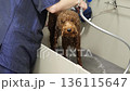 A Comprehensive Dog Grooming Session Offered in a Professional Pet Care Facility 136115647