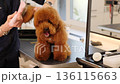 Grooming a Fluffy Toy Dog at a Pet Salon is a delightful experience for pet owners and dogs alike 136115663