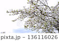 Blossoming cherry tree, move in the wind. Delicate white flowers 136116026