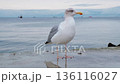 A seagull walks along the seashore. Bird feeding. Gull bird close up. 136116027