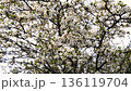 Blossoming cherry tree, move in the wind 136119704