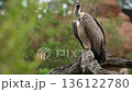 White backed Vulture in Greater Kruger National park, South Africa 136122780