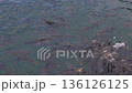 Many fishes fighting for food in water. 136126125