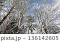 雪降る角館・小人町（秋田県・仙北市） 136142605
