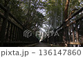 木々に囲まれた遊歩道のローアングル映像 136147860