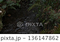 植物に囲まれた浅い小川を静かに流れる水 136147862