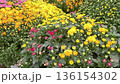 Dense mix of yellow, pink, and red chrysanthemums covers the entire frame with green leaves visible. Natural outdoor light and saturated colors create a vivid, calming scene. 136154302