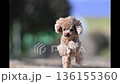 ドッグランで遊ぶティーカッププードル　コマ送り動画 136155360