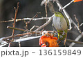 柿をついばむメジロ 136159849