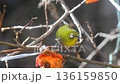 柿をついばむメジロ 136159850