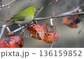 柿を啄むメジロ 136159852