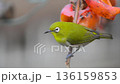 柿を啄むメジロ 136159853