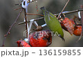 柿をついばむメジロ 136159855