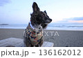 A Chihuahua-style dog wearing winter clothing and gazing into the distance on the sandy beach of Shonan Beach 136162012