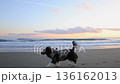 A Chihuahua dog walking in winter clothing on the sandy beach of Shonan Beach 136162013