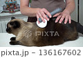 Cat grooming session at home with a gentle brush for a healthy coat 136167602