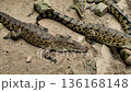 Crocodiles rest on sandy soil in their wildlife habitat at noon 136168148