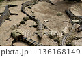 Crocodiles rest on sandy ground near rocks in a wildlife habitat during midday under natural light 136168149
