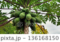 Papaya tree with green fruit growing in a garden during daytime in a tropical setting 136168150