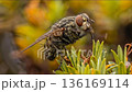 Large red fly sitting on green grass macro insect shot 136169114