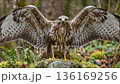 Majestic hawk bird of prey with wings spread wide standing on rock in forest 136169256