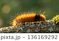 Hairy orange caterpillar crawling on mossy tree branch macro shot 136169292