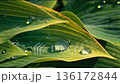 Fresh Water Drops on Large Green Leaf Surface 136172844