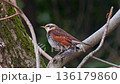 【野鳥 ツグミ】 136179860