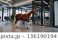 Equine investigates modern work setting, Curious horse thoroughly surveys contemporary office surroundings, Inquisitive equine carefully inspects modern workplace area with interest and curiosity 136190194