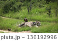White backed Vulture in Greater Kruger National park, South Africa 136192996