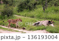 African lion in Greater Kruger National park, South Africa 136193004