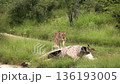 African lion in Greater Kruger National park, South Africa 136193005