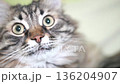 A cat with a surprised expression on its face 136204907