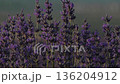 Lavender flowers field blooming purple plants sway in gentle summer breeze natural beauty 136204912