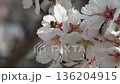 Bee white flowers of almond tree close-up. Honey bee flies and pollinates. Flowering in spring season. 136204915