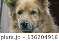 Dog Portrait Golden Retriever Closeup 136204916