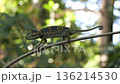 Colorful Chameleon walking along a forest branch 136214530