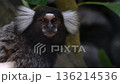 The common marmoset (Callithrix jacchus), also called white-tufted marmoset 136214536