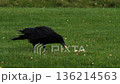 Two crows eating on the grass 136214563