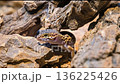 Leopard Gecko Lizard with Spotted Pattern Resting on Rocky Ground 136225426