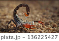 Macro View of Scorpion with Stinger Tail on Sandy Surface 136225427